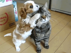 100-funny-cat-animated-gifs-80