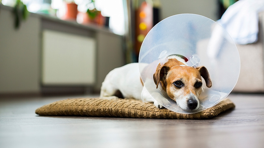 Image of a Pet Dog Fighting For Cancer.