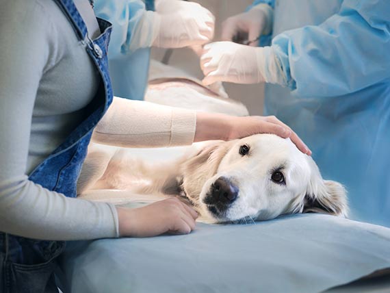  Image of a Cancer Dog Lying on a Hospital Bed and Pampered By his Owner.