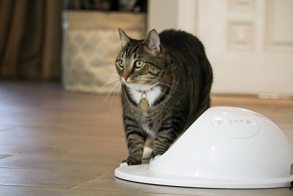 Image of a Puzzy cat standing curious to a robot vacuum cleaner.