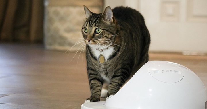 Image of a Puzzy cat standing curious to a robot vacuum cleaner.