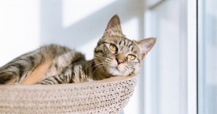 Image showing a gray cat sitting on sofa and starring outside.