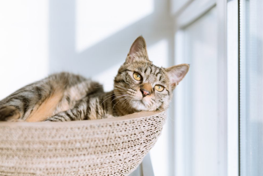 Image showing a gray cat sitting on sofa and starring outside.