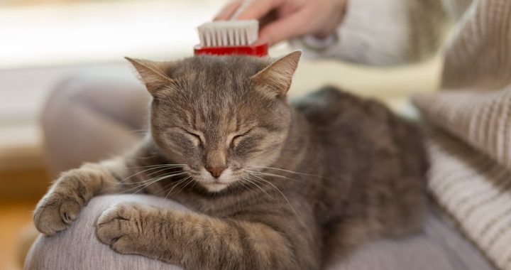 A Gray cat sitting on the owner's lap while brushing.