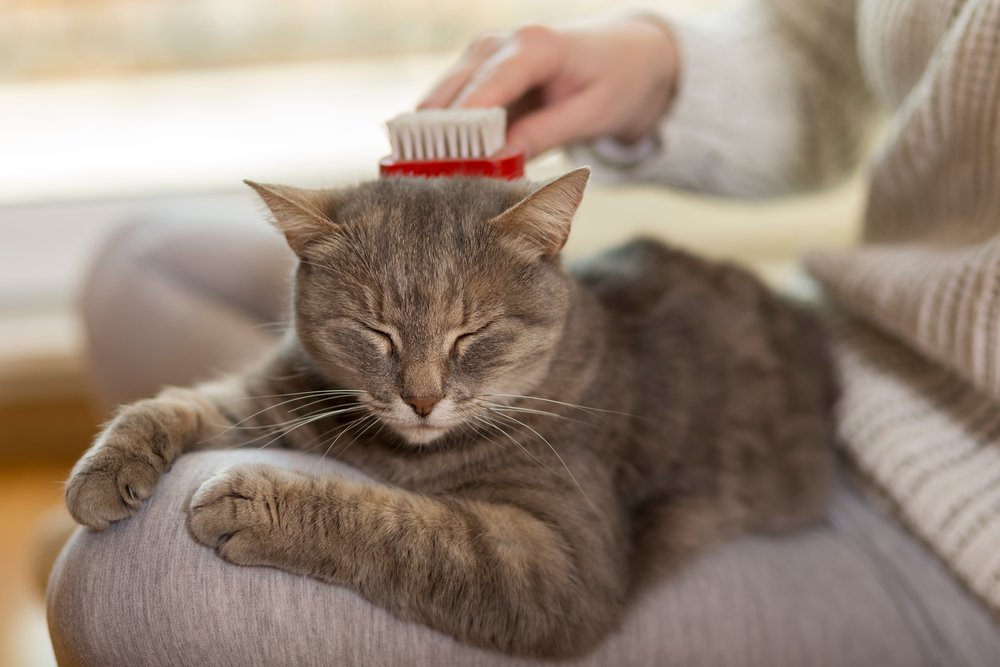 A Gray cat sitting on the owner's lap while brushing.