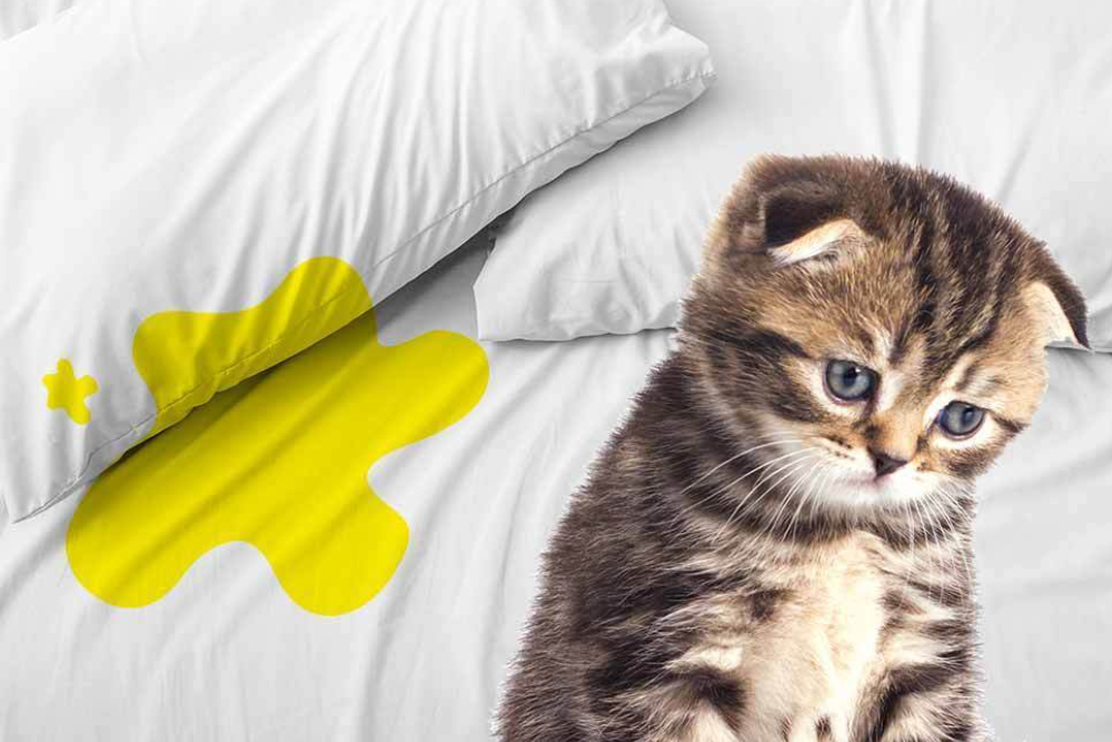 A cute sad kitten stting on the bed.