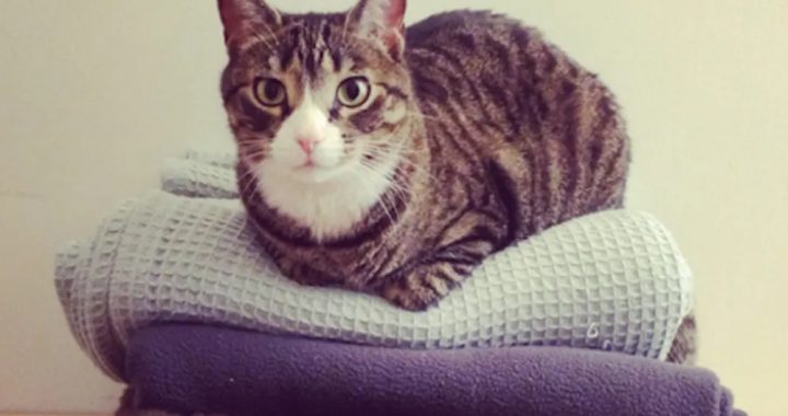 A black and white strapped cat sitting on a pillow.