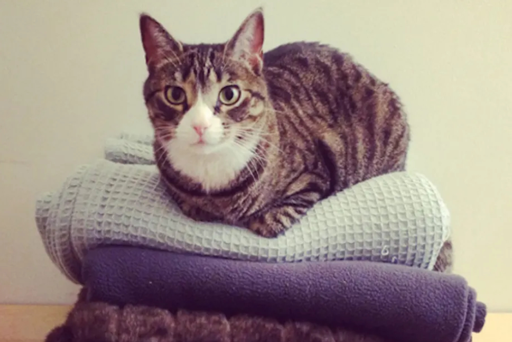 A black and white strapped cat sitting on a pillow.