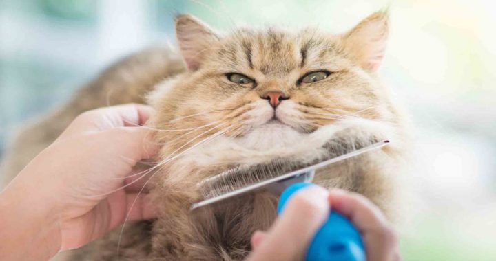 A cat owner sedate her cat while grooming.