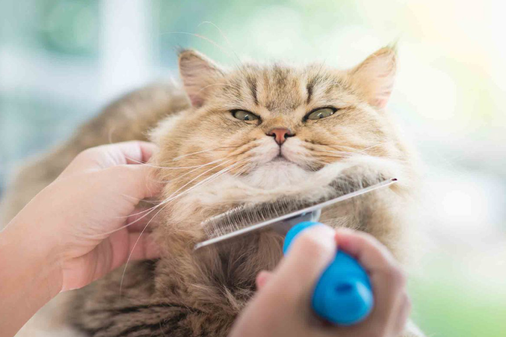 A cat owner sedate her cat while grooming.