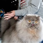 A complete guide to know all about the cat show