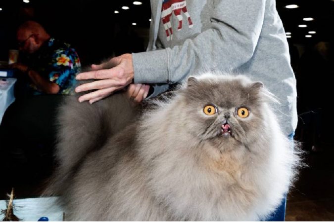 A complete guide to know all about the cat show