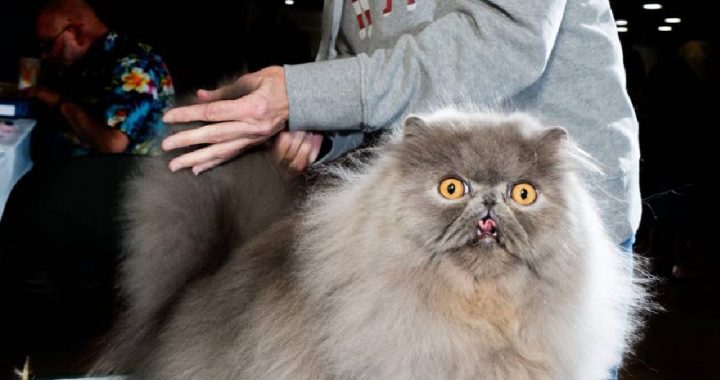 A complete guide to know all about the cat show