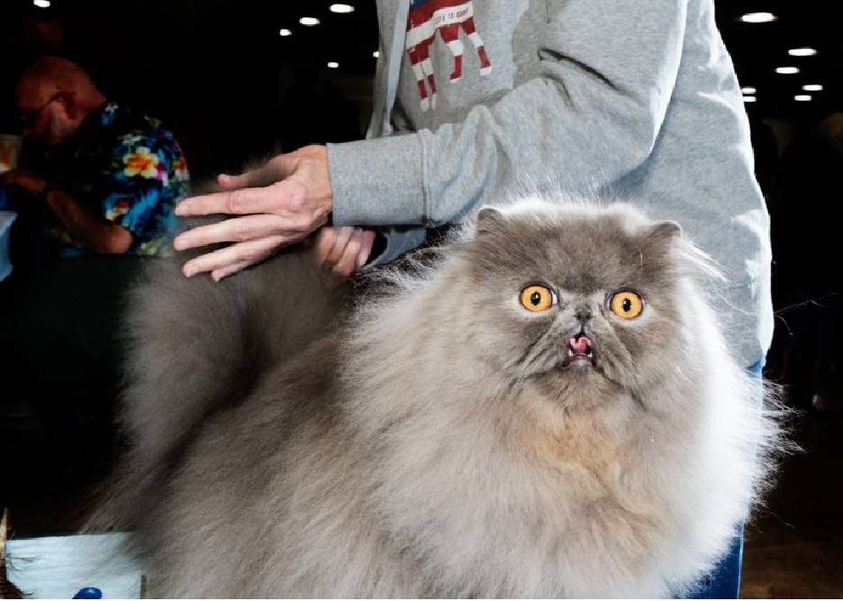 A complete guide to know all about the cat show