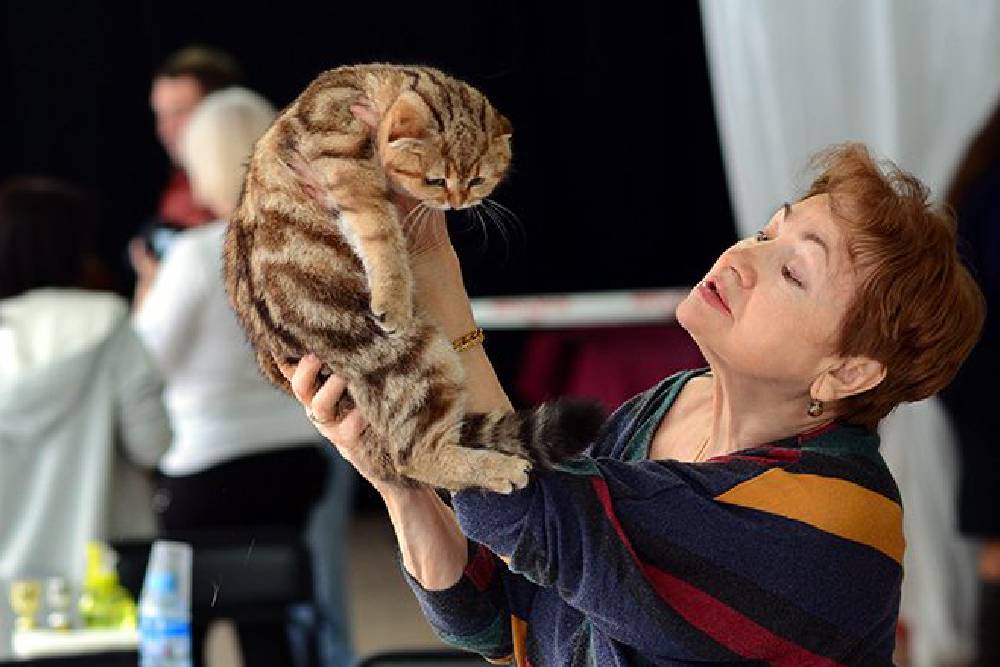 Image Representing Cat Show