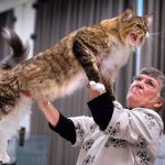 Image Showing A Cat Owner Showing Her Cat To The Crowd In A Cat Show.