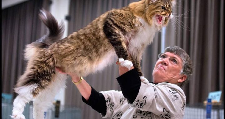 Image Showing A Cat Owner Showing Her Cat To The Crowd In A Cat Show.