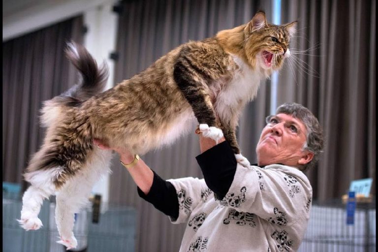 How people train hard on training their pets for the supreme cat show
