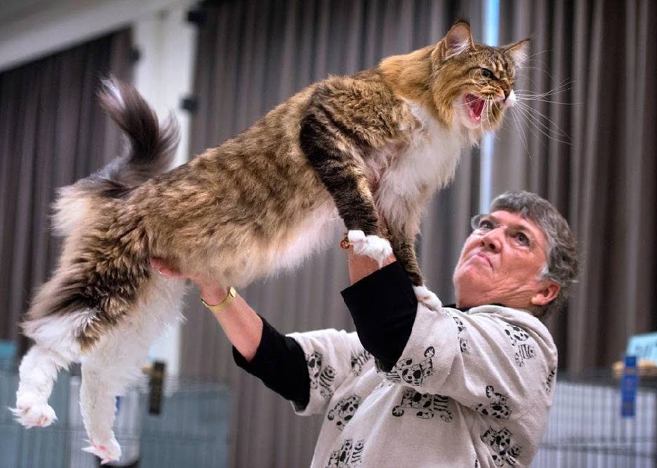 Image Showing A Cat Owner Showing Her Cat To The Crowd In A Cat Show.