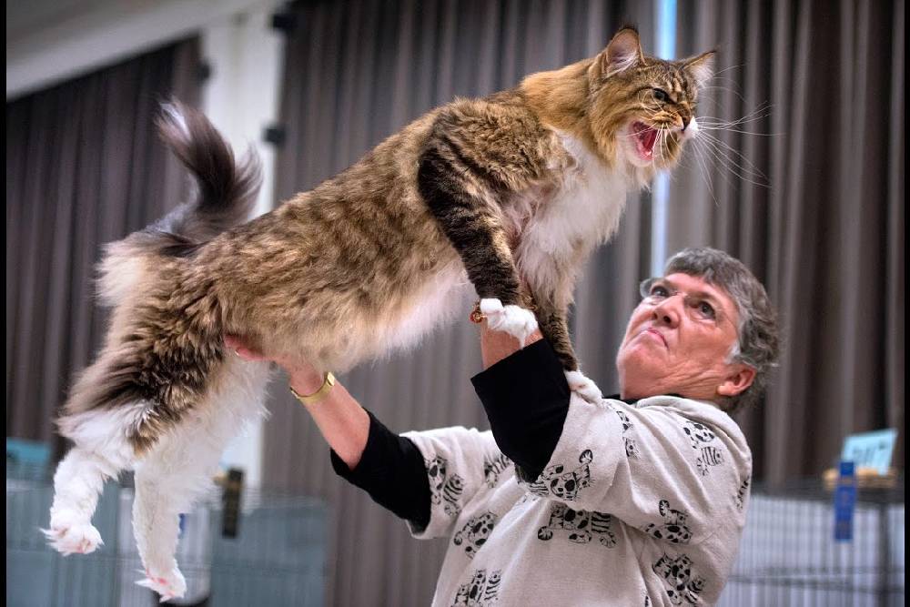 Image Showing A Cat Owner Showing Her Cat To The Crowd In A Cat Show.