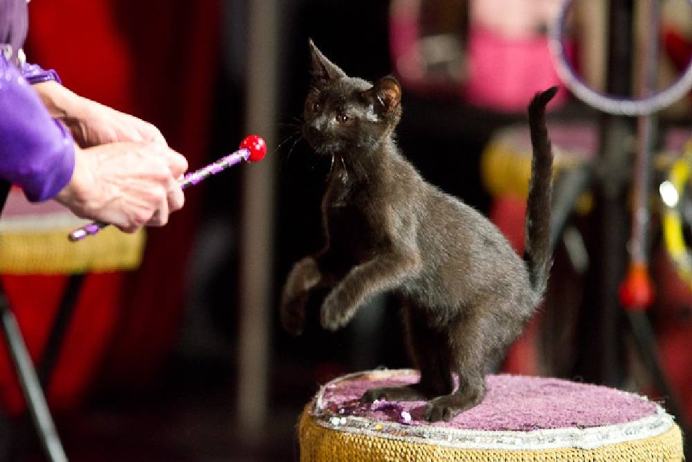 Little kittens to rock the stage on the show