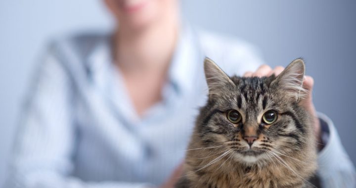 Gray striped cat on a womans hand.