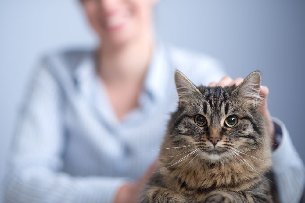 Gray striped cat on a womans hand.