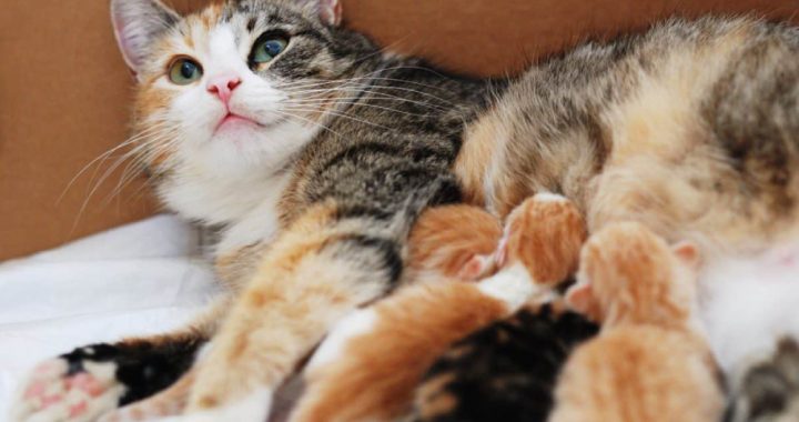 Image showing a mother cat lying on a sofa with her cute kittens.