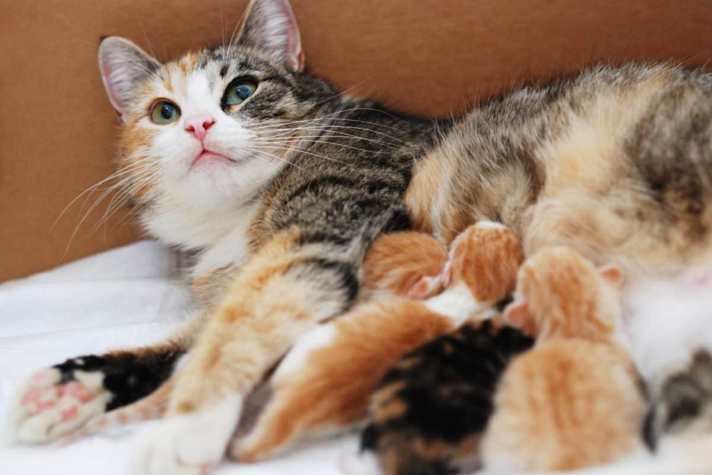 Image showing a mother cat lying on a sofa with her cute kittens.