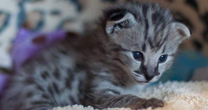 A closeup view of black striped cat.