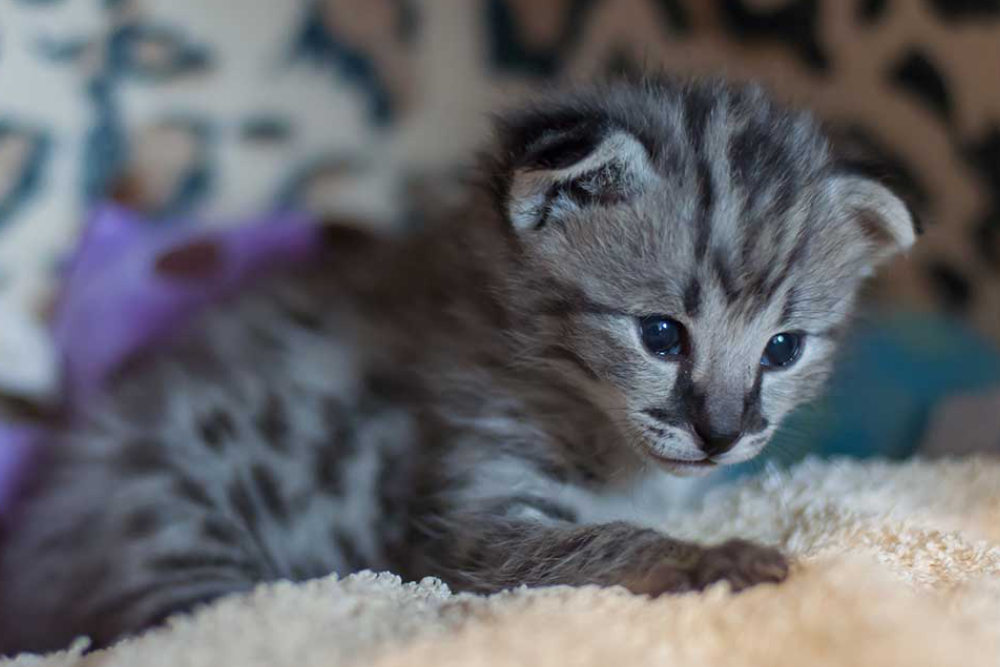 A closeup view of black striped cat.