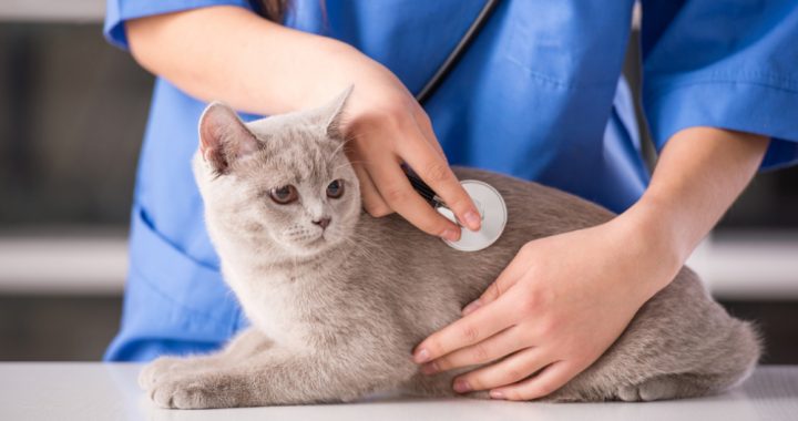 Veterinarian doctor with sththescope checking the cat on a vet clinic.